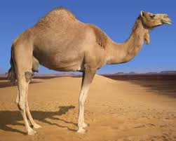 Word Picture - Camel